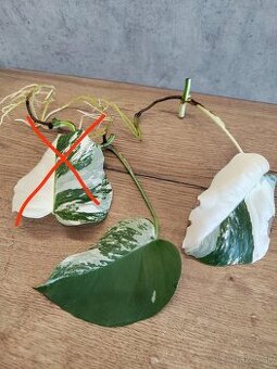 Monstera Albo