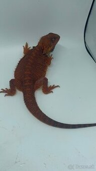 Rezervované Monster Agama Bradata- SAMICA