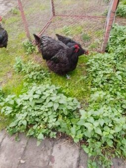 Kohút orpingtonky čiernej