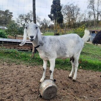 100% AN koza (sivá)