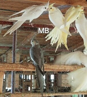 Korely albino, lutino perlove a pastelface.