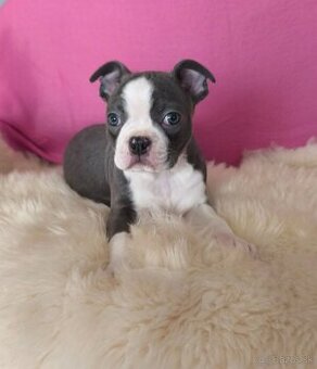 Bostonský teriér  Modré šteniatka z PP