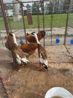 Indický bezec, Khaki Kampbel