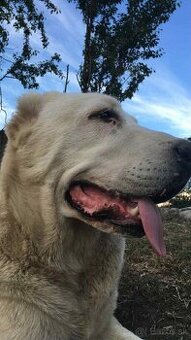 Stredoázijský ovčiak