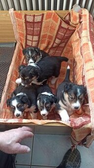 Border kólia trikolór