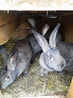 Zajace - belgický obor