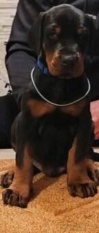 Doberman šteniatka na predaj XXL veľké plemeno