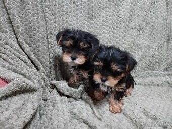 Yorkshire terrier, yorkshirsky terier, york