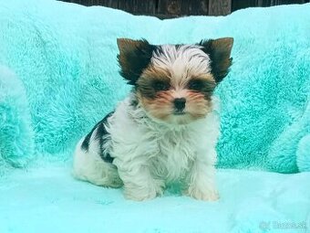 Biewer Yorkshire terrier