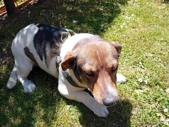 Kríženec Jack russell