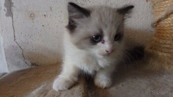 ragdoll,radgoll mačatá