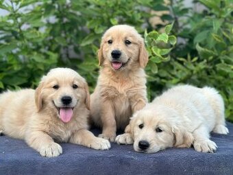 Zlaty retriever - 1