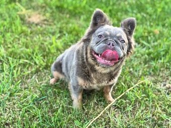 Francúzsky buldoček Fluffy – fenka Bluefawn