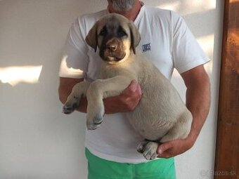 Kangal