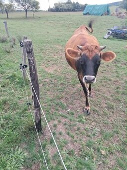 Predám Jersey kravu