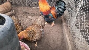 Zdrobnená wyandotka jarabičia