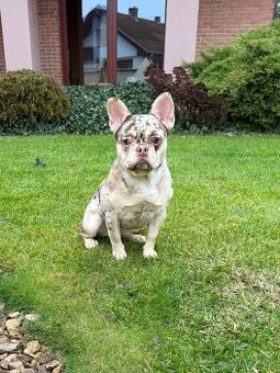 Francuzsky buldoček rojo tan merle fenka