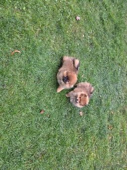 Predám šteniatka oranžového špica