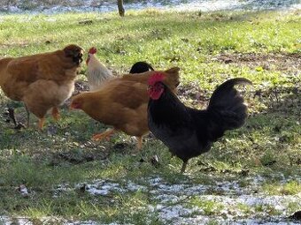 Predám kohúta malého vzrastu.