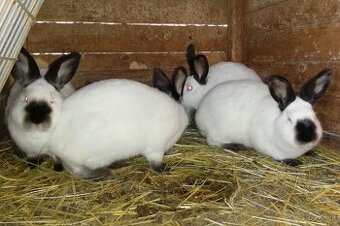 Predám Kalifornské králiky