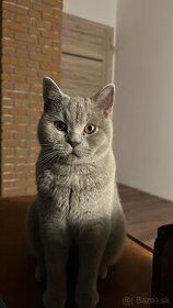Kocúr - Britská mačka + príslušenstvo
