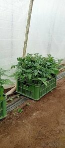 Planty paradajky a papriky - 1