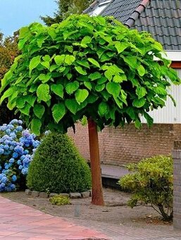 Katalpa Nana