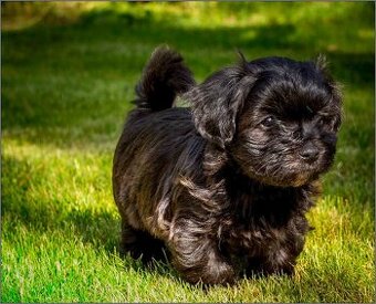 Bichon Havanese 9 týždňové