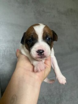 Jack Russel šteniatka
