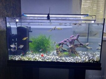 Komplet akvarium 54l + stol + ryby +dekoracie + doplnky