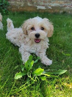 Maltipoo (malteze +Pudel = maltipoo)