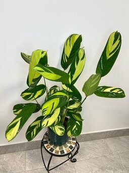 Ctenanthe pilosa