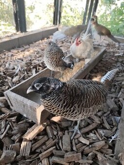 Bažant diamantový, bažant strieborný