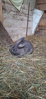 Predám 7 mesačných zajacov