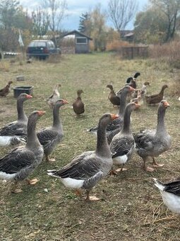 Predám Landaské husy a kacicu