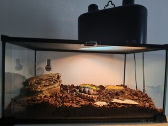 Korytnačky suchozemské + celé vybavenie