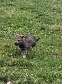 Československý vlčiak