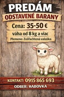 Predám odstavené barany