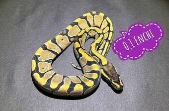 Predam samicu Python Regius Enchi