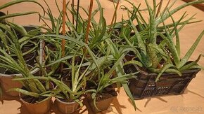 Predám aloe Vera - 1