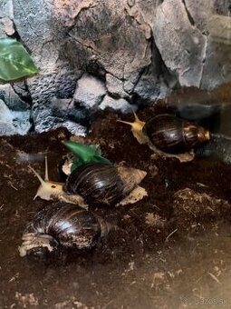 Predám Slimáka afrického Druh Lisachatina skvrnitá