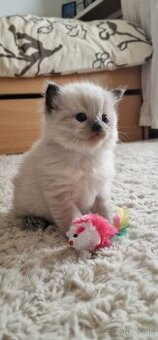 Kocúrik ragdoll