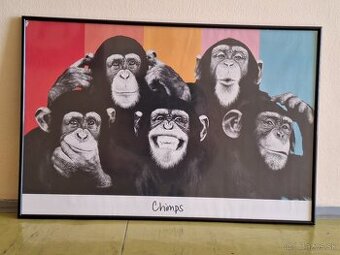 Zarámovaný plagat Chimps