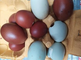Kuřata nejen pod kvočnu ARAUKANA, MARANSKA
