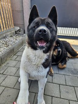 Americká akita