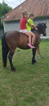 Sportovy pony valach
