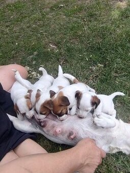 Jack russel terier