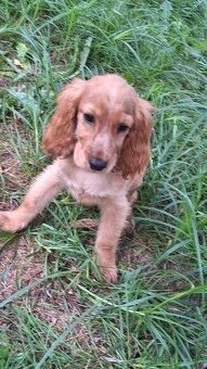 Kokerspaniel