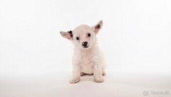 Čínsky chocholatý pes -labutienka (osrstena varieta)