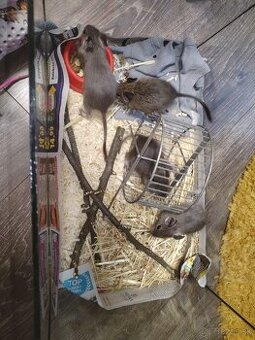 Predám 4 osmákov degu